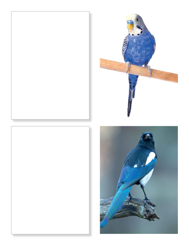 Practice Drawing Birds - A Photo Reference Sketchbook - Image 13