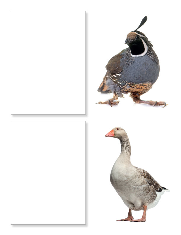 Practice Drawing Birds - A Photo Reference Sketchbook - Image 11