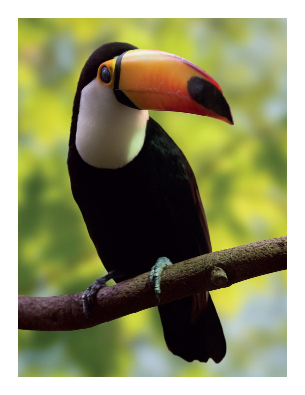 Practice Drawing Birds - A Photo Reference Sketchbook - Image 6