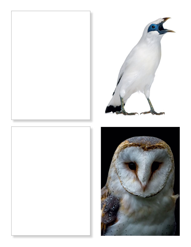 Practice Drawing Birds - A Photo Reference Sketchbook - Image 9