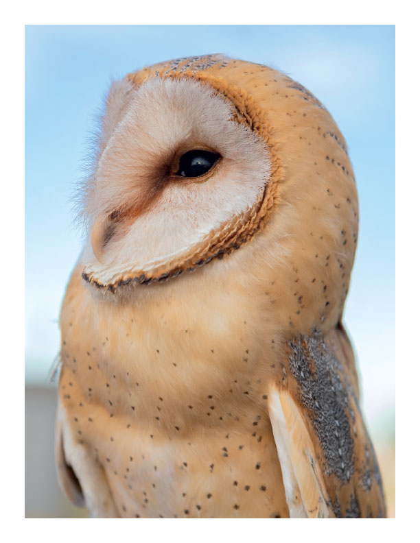Practice Drawing Birds - A Photo Reference Sketchbook - Image 2