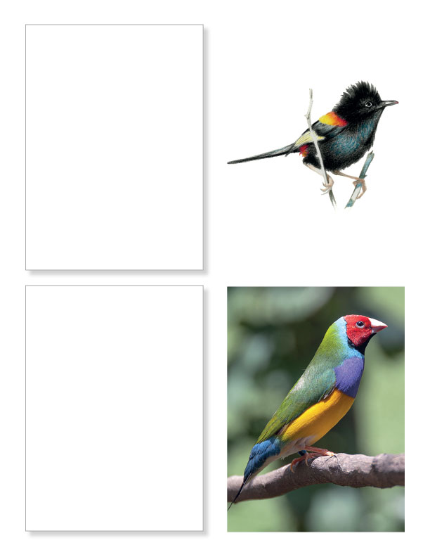 Practice Drawing Birds - A Photo Reference Sketchbook - Image 7