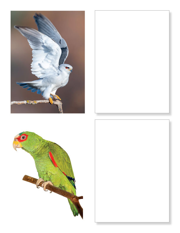 Practice Drawing Birds - A Photo Reference Sketchbook - Image 5