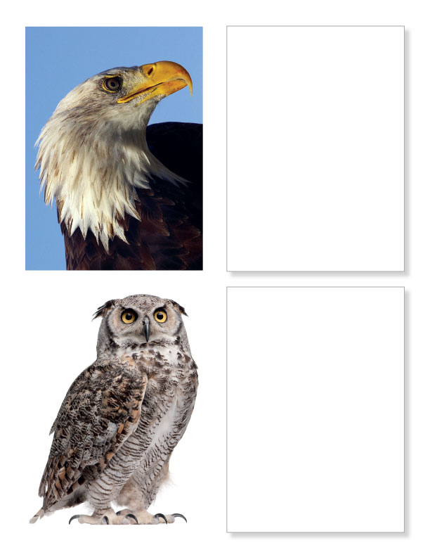 Practice Drawing Birds - A Photo Reference Sketchbook - Image 3
