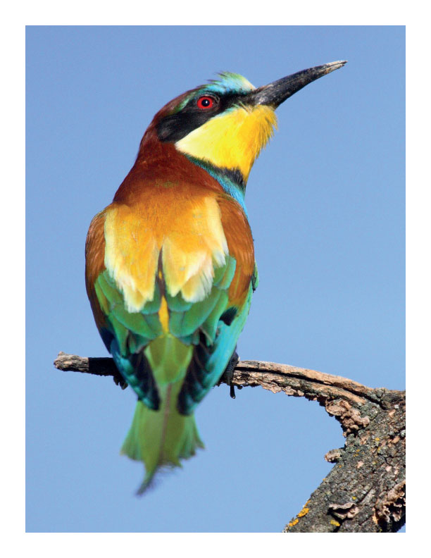 Practice Drawing Birds - A Photo Reference Sketchbook - Image 12