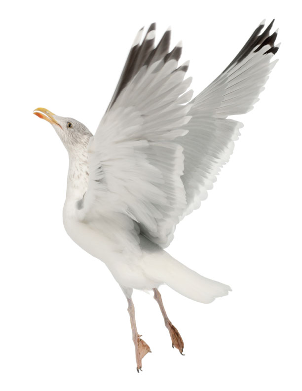 Practice Drawing Birds - A Photo Reference Sketchbook - Image 10